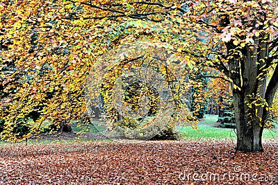 Autumn at Lynford Arboretum Stock Photo